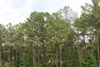 forest near Meridian, Mississippi