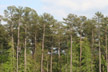Sumter National Forest South Carolina