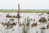 cypress trees destroyed by hurricane, Bayou Sauvage National Wildlife Refuge, New Orleans, Louisiana