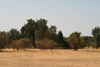Oak Savanna, Kaweah Oaks Preserve, Tulare Co., California