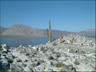 cardon cacti, near Bahia de los Angeles, Baja California, Mexico
