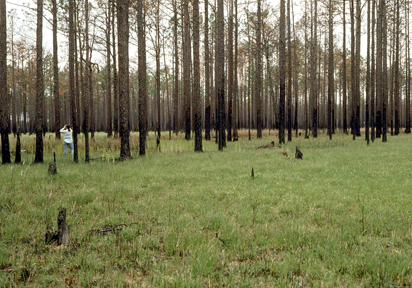 Longleaf pine savanna after a fire, Green Swamp, South Carolina