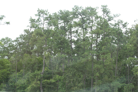 forest near Vidor, Texas