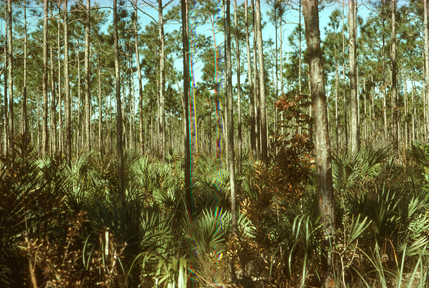 Pine woods and saw palmetto, Pinelands Trail, Everglades Ntl. Park, FL